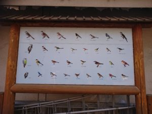 小根山森林公園の看板（野鳥）の写真